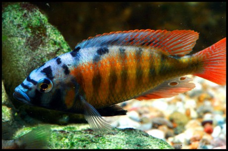Haplochromis-sp-Thick-Skin-CH44