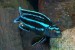 Melanochromis Maingano Malawi cyaneorhabdos,