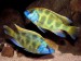 Tlamovec spící nimbochromis venustus