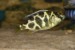 Tlamovec spící- nimbochromis venustus